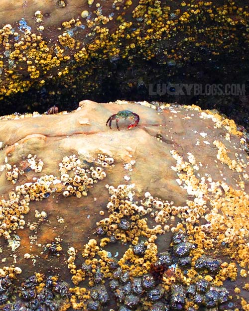 Mavericks Surf beach at Pillar Point Harbor crab